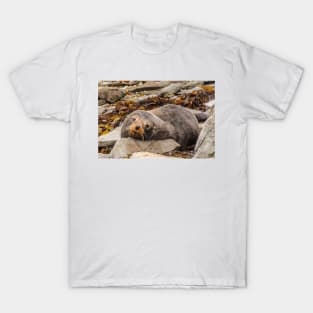 Resting Seal T-Shirt